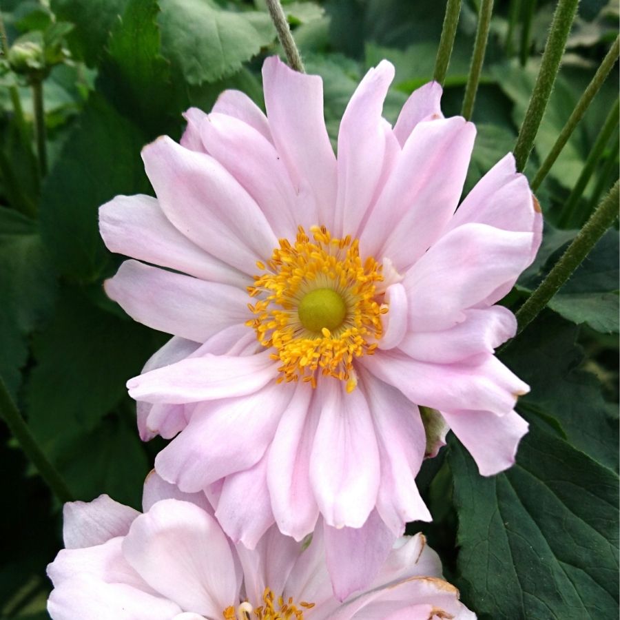 Анемона гибридная Монт-роз - Dolinasad.by