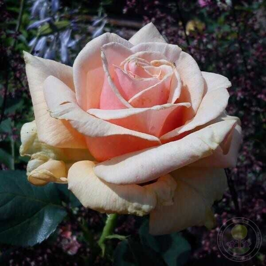 Роза Роял Бьюти в горшке - Dolinasad.by