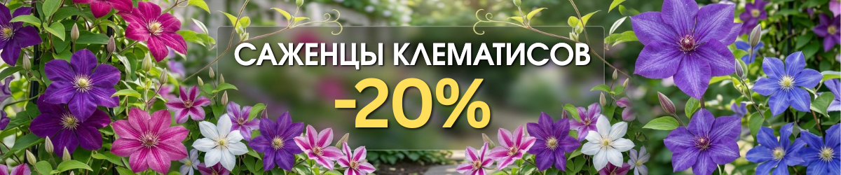 клематисы-20