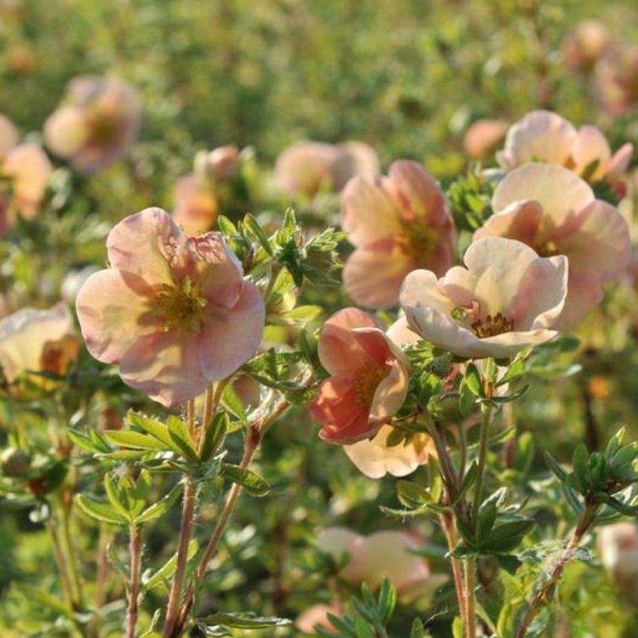 Лапчатка Дэйдон, С3 - Dolinasad.by