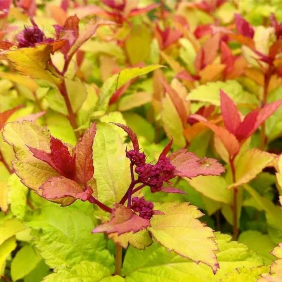 Спирея японская Файерлайт, С2 - Dolinasad.by