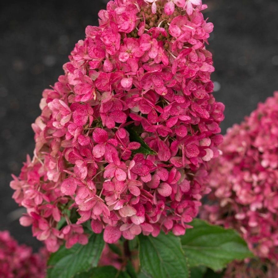 Гортензия метельчатая Расберри Пинк С3 - Dolinasad.by