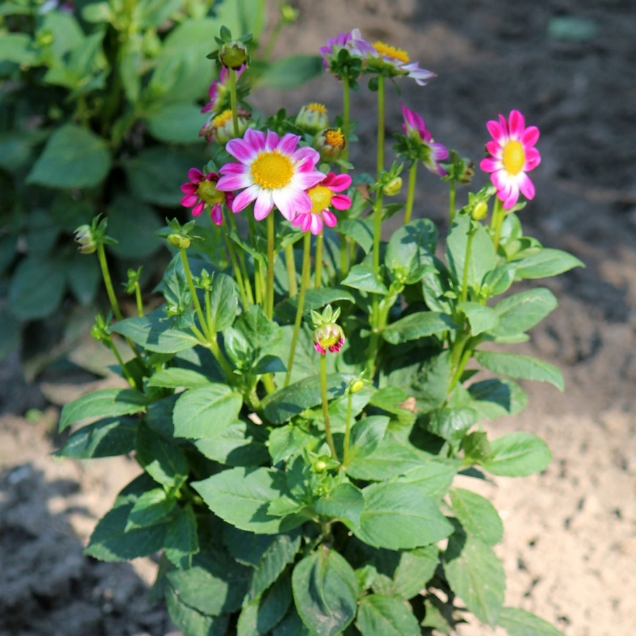 Георгина Свитхарт - Dolinasad.by