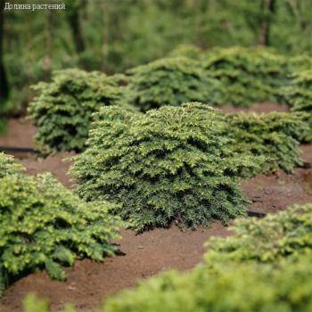 Тсуга канадская Литл Ниндзя - Dolinasad.by