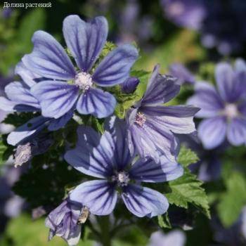 Шток-роза лесная Примли Блю - Dolinasad.by