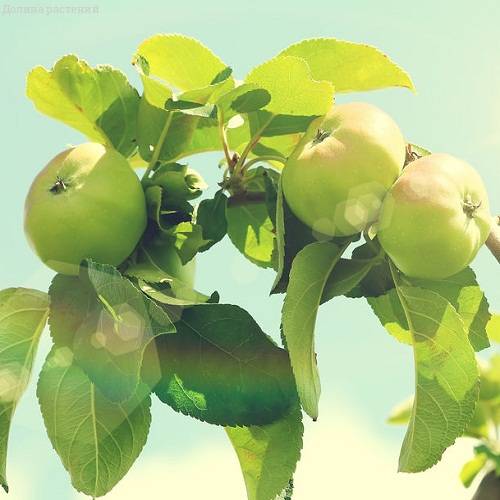 Яблоня зимнее Лимонное фото