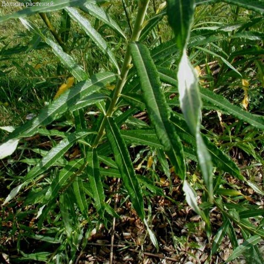 Ива прутовидная, С3 - Dolinasad.by