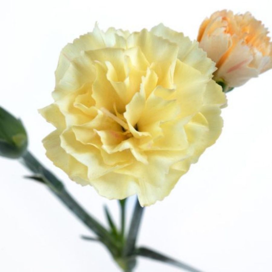 Гвоздика Менорка Еллоу - Dolinasad.by