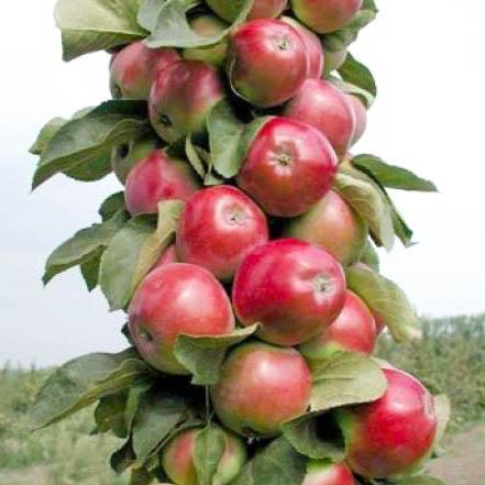  Выращивание колоновидной яблони: секреты урожая