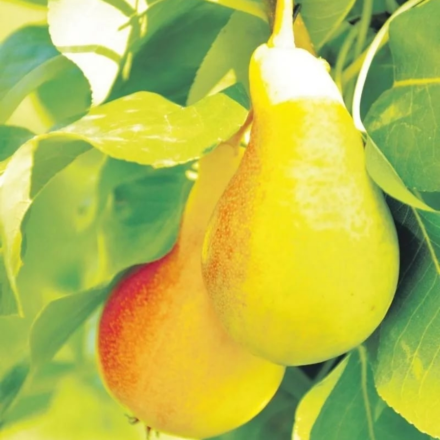 Груша Июньская Красавица - Dolinasad.by