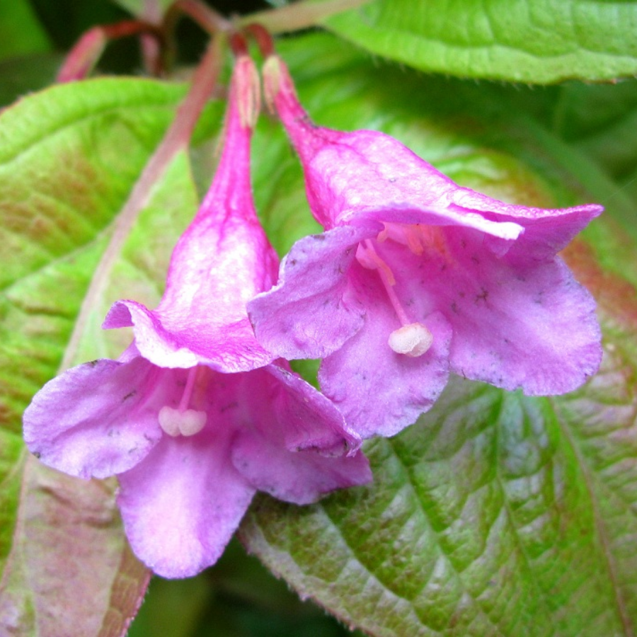 Вейгела цветущая Вингс оф Файер, С3 - Dolinasad.by