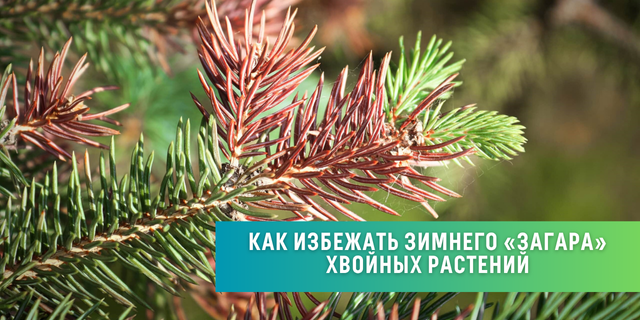 Как избежать зимнего «загара» хвойных растений