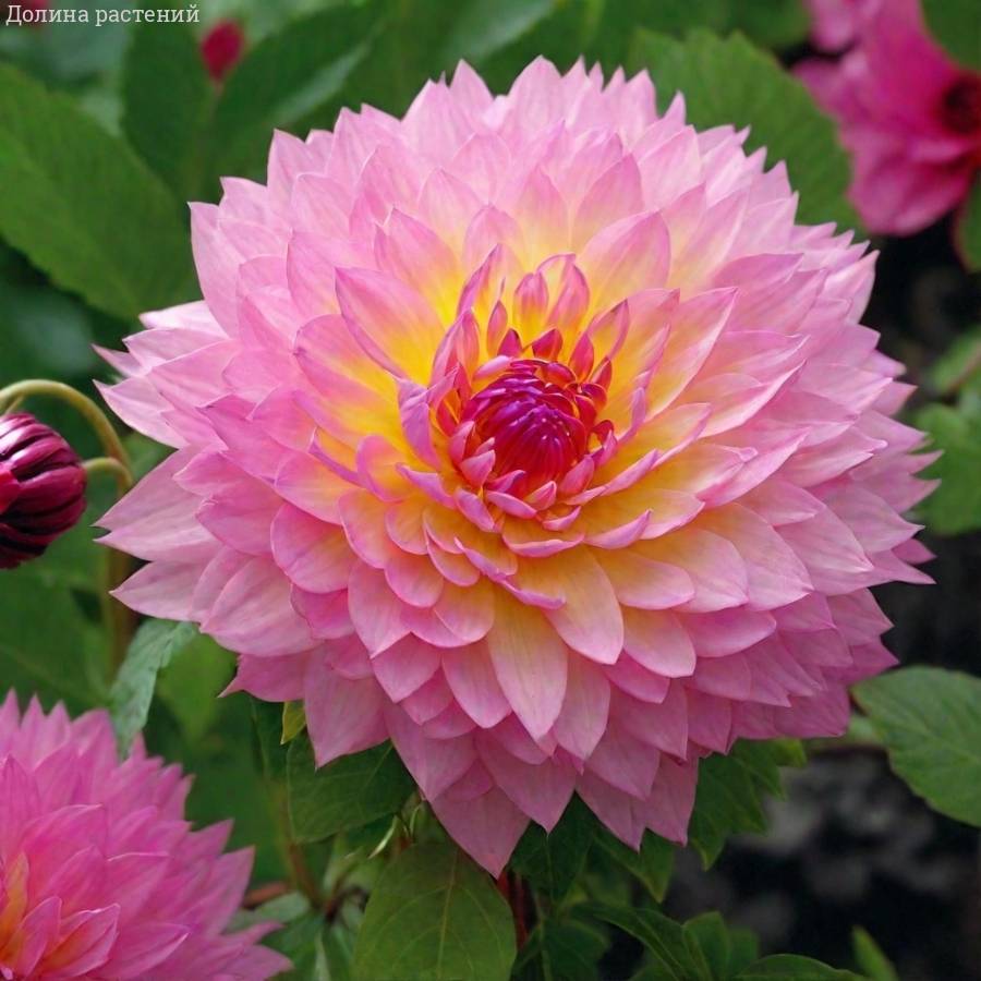 Георгина Сакура Фубуки - Dolinasad.by