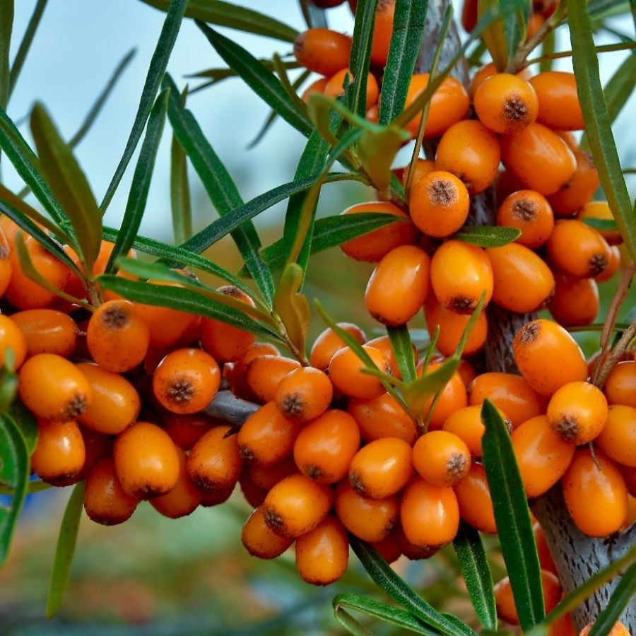 Облепиха крушиновидная Херго, С3 - Dolinasad.by