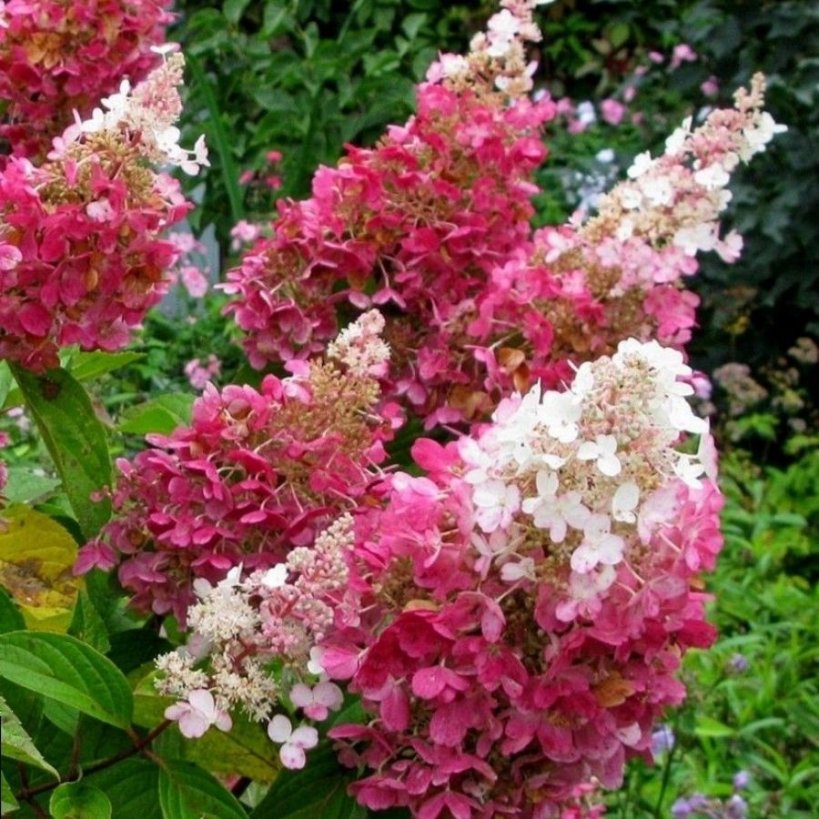Гортензия метельчатая Пинки Винки на штамбе - Dolinasad.by