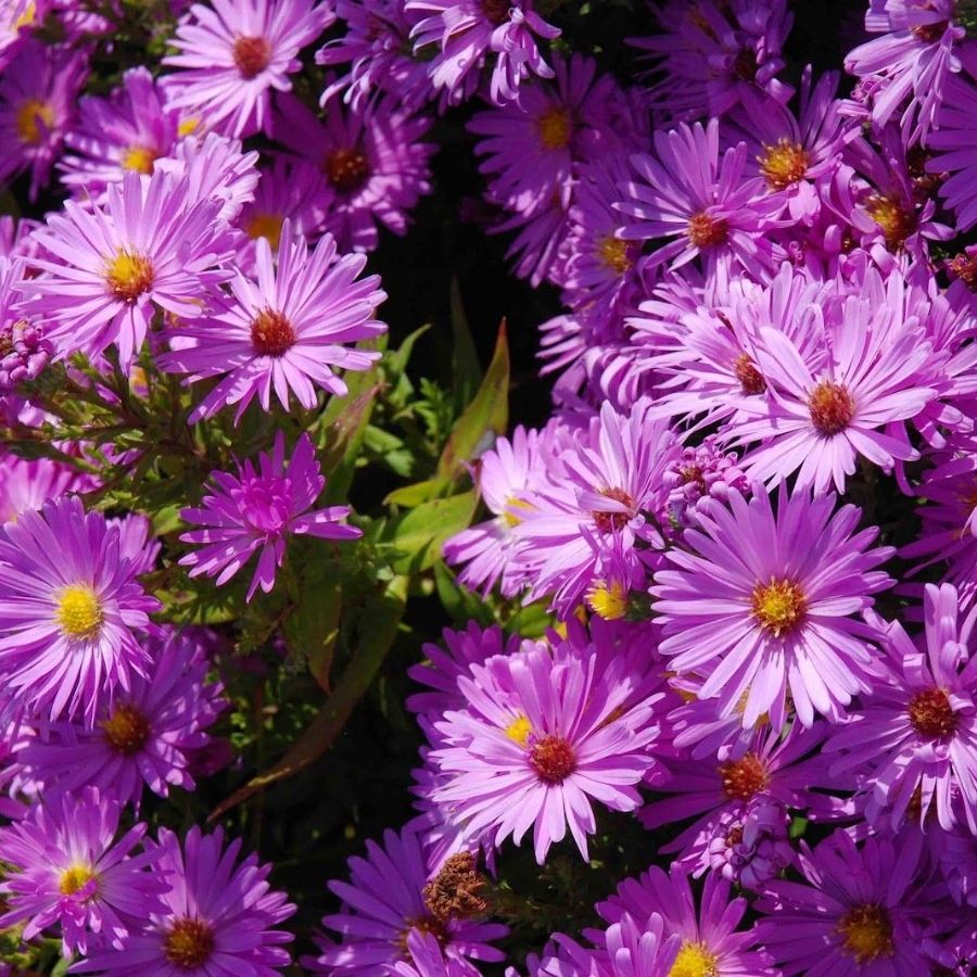 Астра кустарниковая Хербстгрусс вос Бруссурхоф - Dolinasad.by