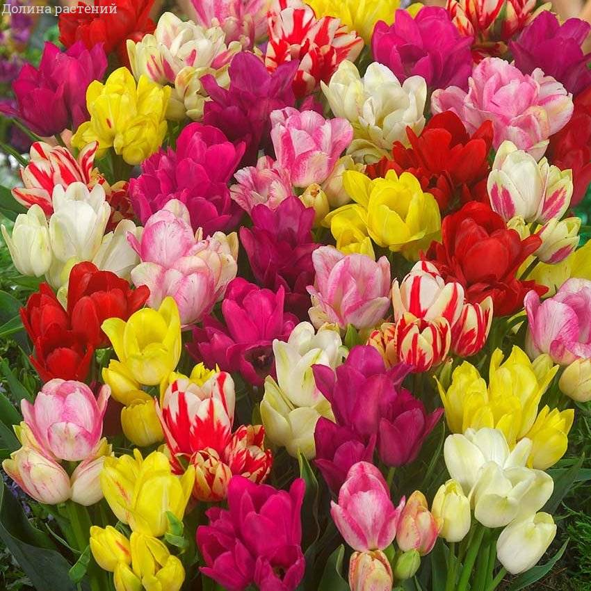 Микс Многоцветковых Тюльпанов фото