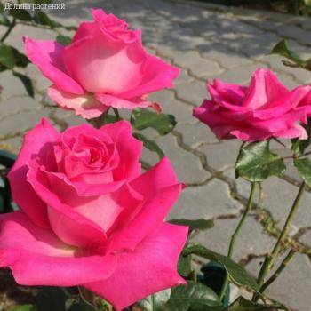 Роза Топаз в горшке - Dolinasad.by