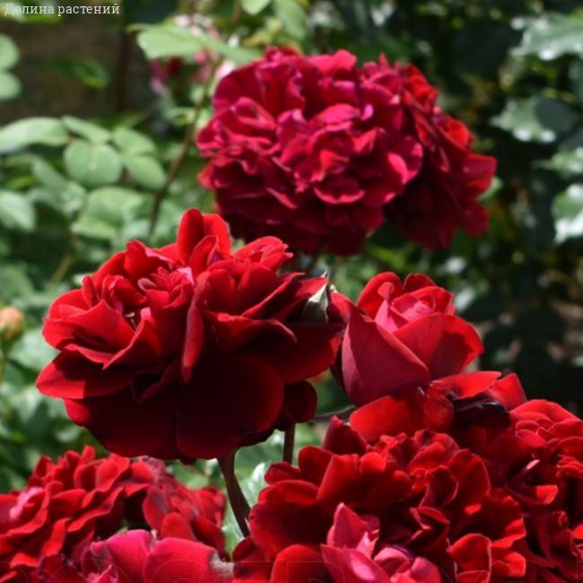 Роза Изабель Ренессанс в горшке - Dolinasad.by