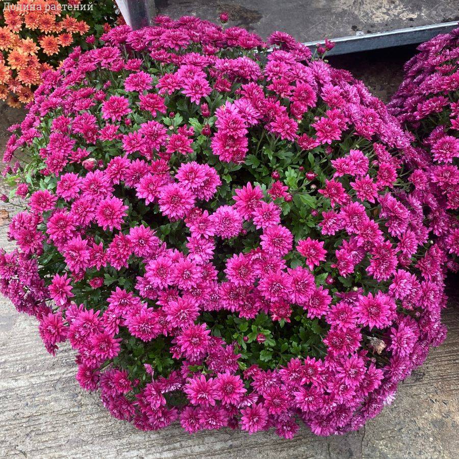Хризантема мультифлора Бронсоуд Пурпл - Dolinasad.by
