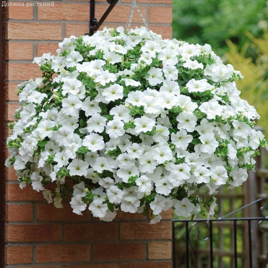 Петуния Престо Вайт - Dolinasad.by