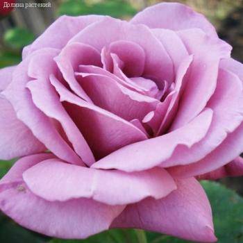 Роза Россион в горшке - Dolinasad.by