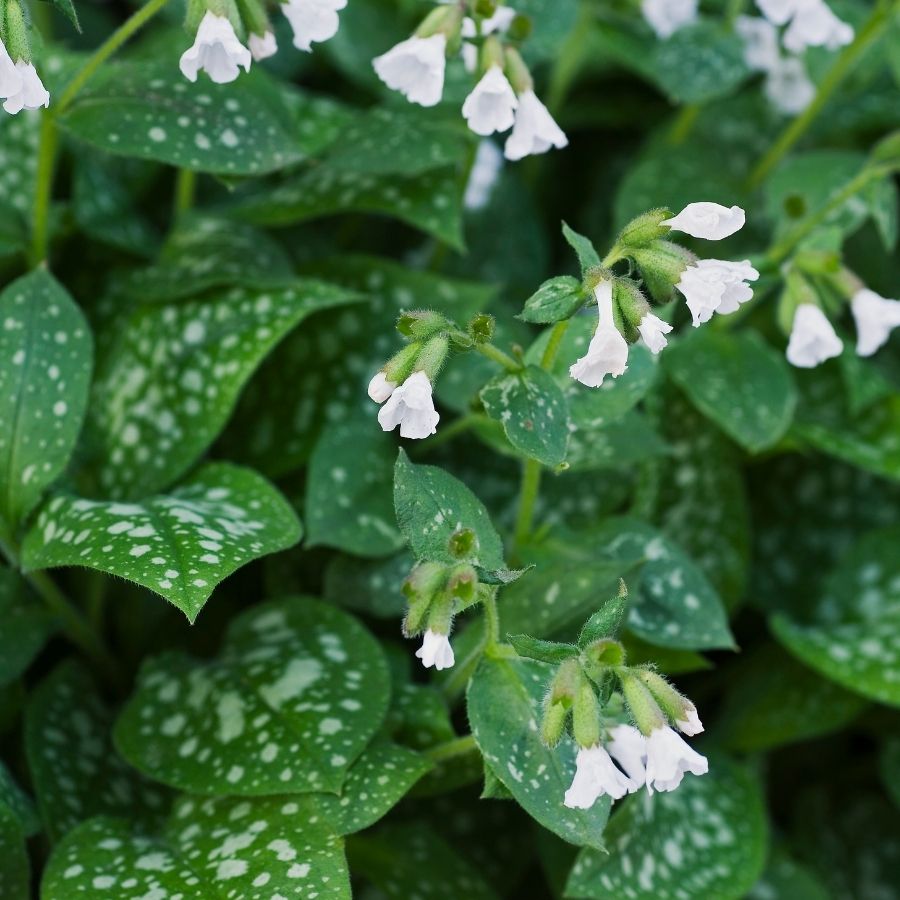 Медуница лекарственная Сиссингхерст Вайт - Dolinasad.by