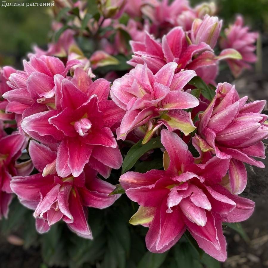 Лилия Роузлили Бьянка Лилия Роузлили Бьянка - Dolinasad.by