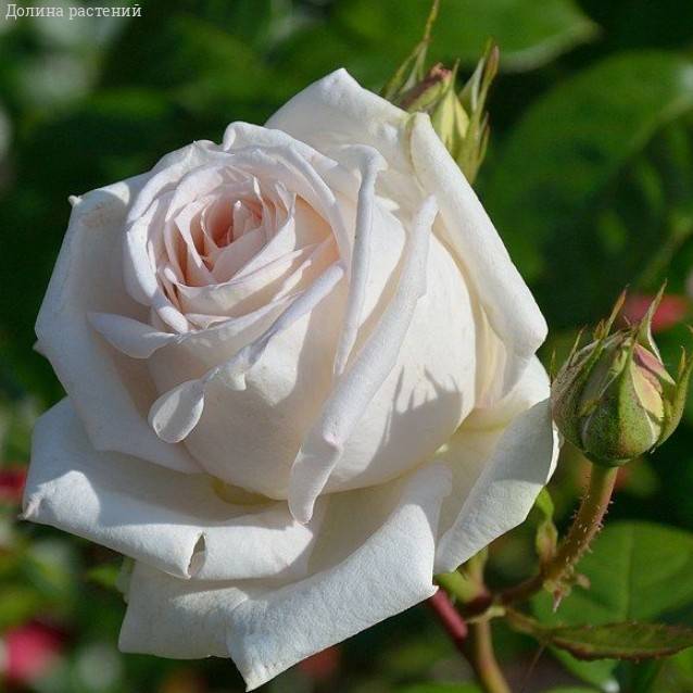 Роза Мадам Анизетт в горшке - Dolinasad.by