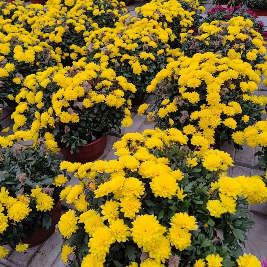 Хризантема мультифлора Джи Джи Еллоу - Dolinasad.by