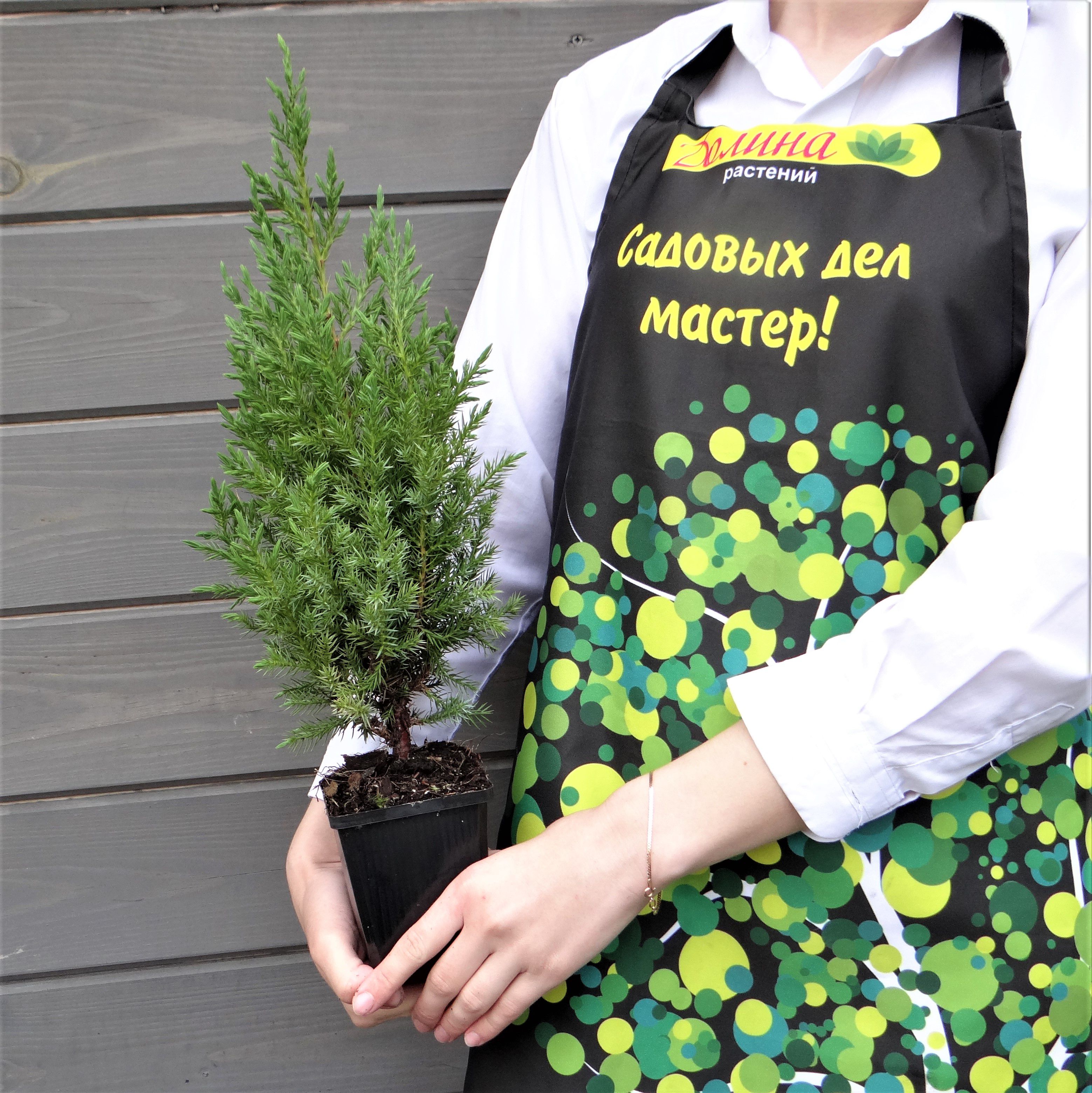 Можжевельник китайский Стрикта, С3 - Dolinasad.by