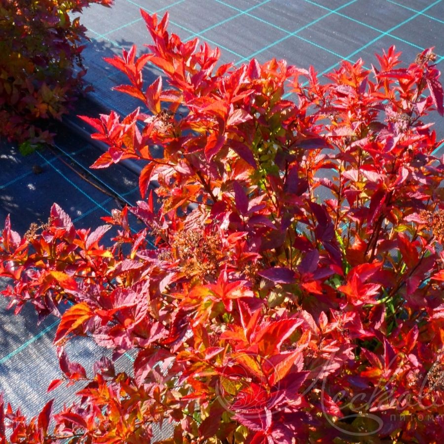 Спирея японская Файерлайт, С2 - Dolinasad.by