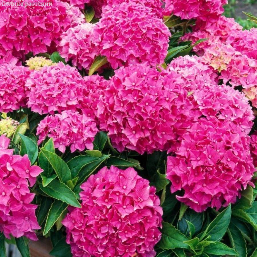 Гортензия крупнолистная Товелит Гортензия крупнолистная Товелит - Dolinasad.by