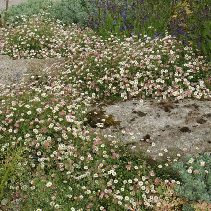 Мелколепестник (эригерон) карвинского Блютэнмеер - Dolinasad.by