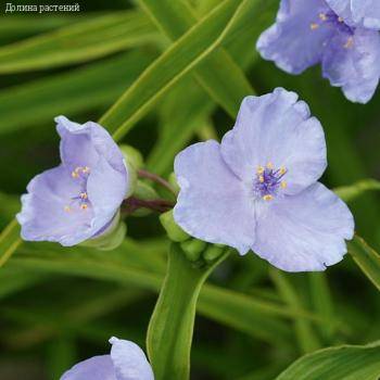 Традесканция андерсона Литл Долл - Dolinasad.by