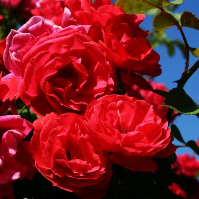 Роза Красный Маяк - Dolinasad.by