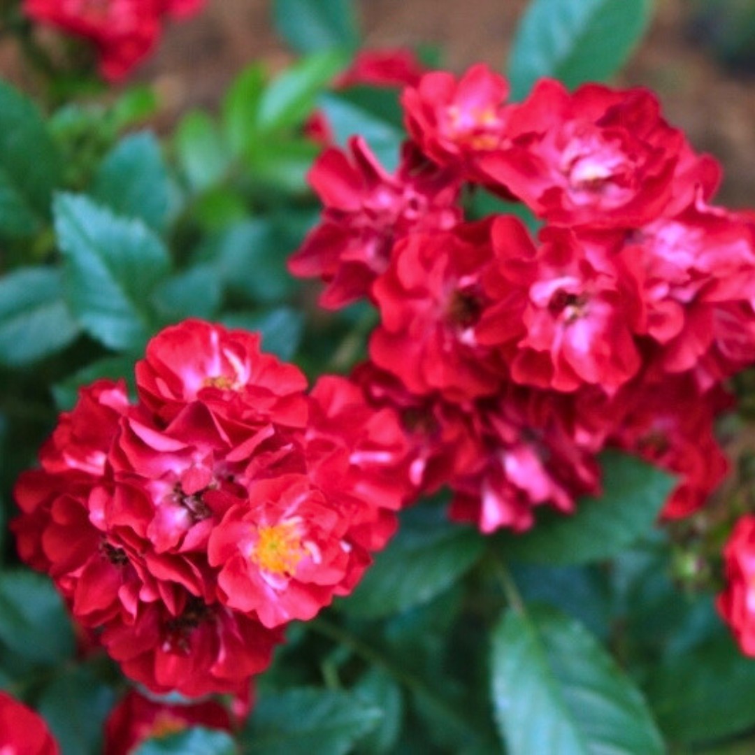 Роза Иониум в горшке - Dolinasad.by