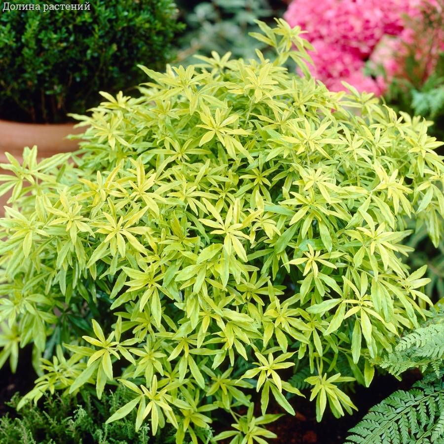 Шуазия троичатая Голдфингер - Dolinasad.by