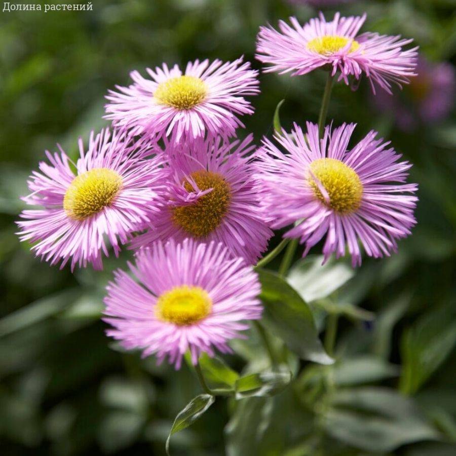 Мелколепестник (эригерон) Роза Джуэл - Dolinasad.by