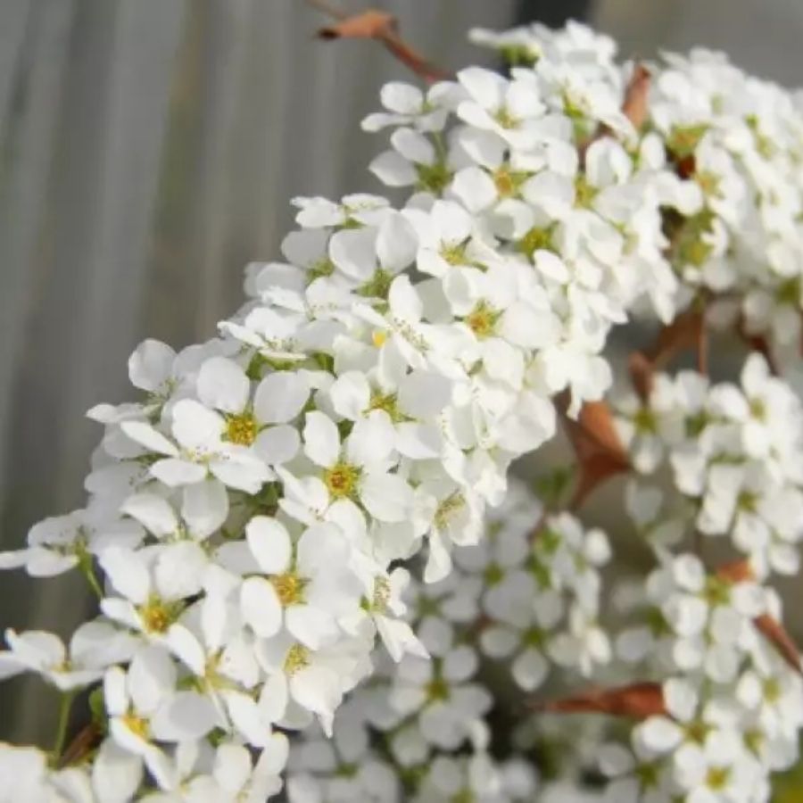 Спирея сливолистная Голдфайер, С3 - Dolinasad.by