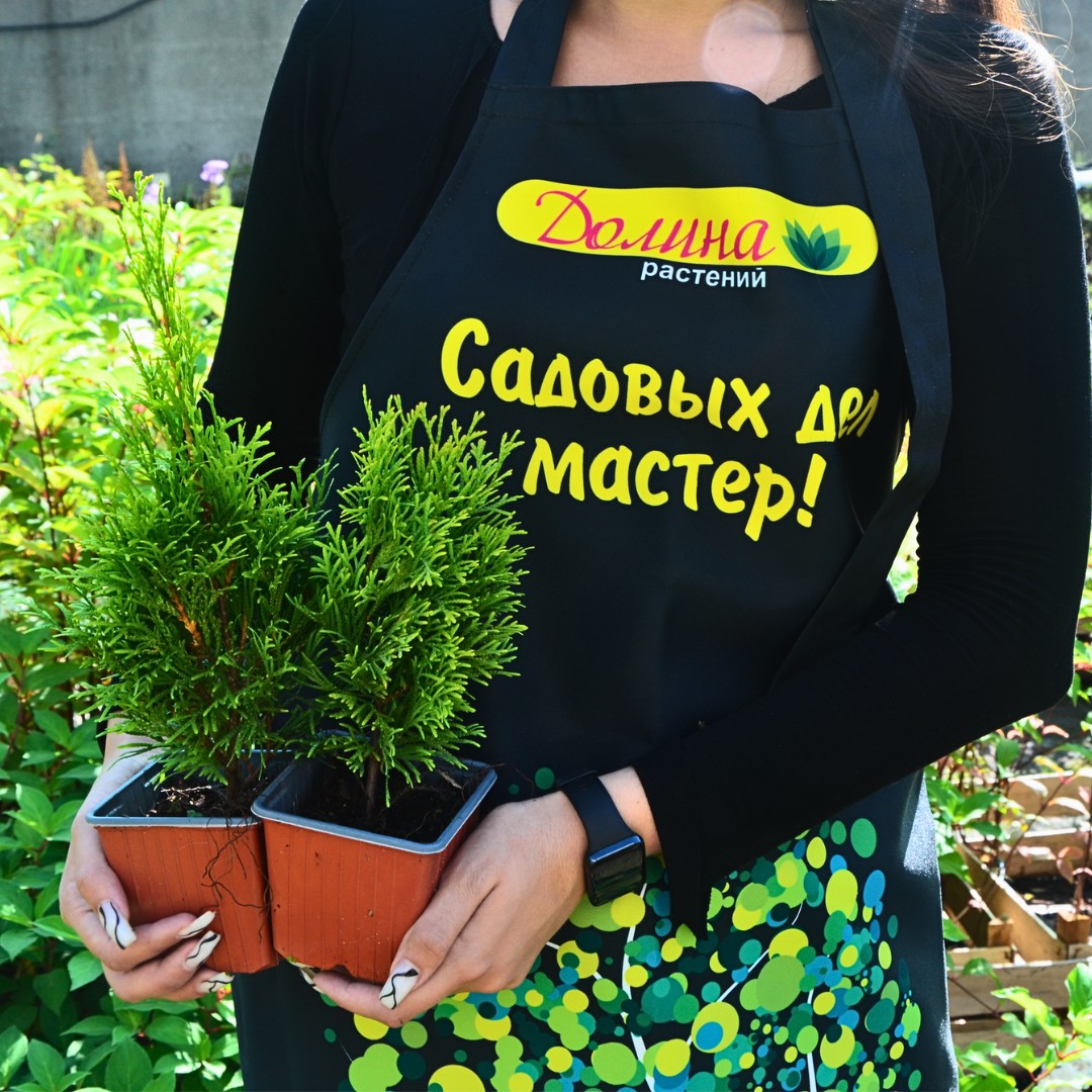 Туя Западная Голден Смарагд, С2 - Dolinasad.by