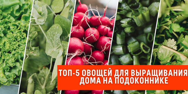 ТОП-5 овощей, которые можно выращивать на подоконнике, в лоджии, комнате