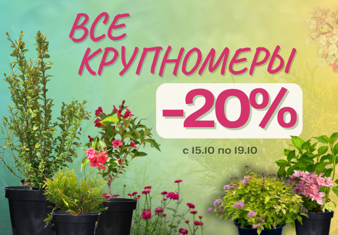 -20% НА ВСЕ КРУПНОМЕРЫ В ГОРШКАХ С1,5-С15.ЗАВЕРШЕНА