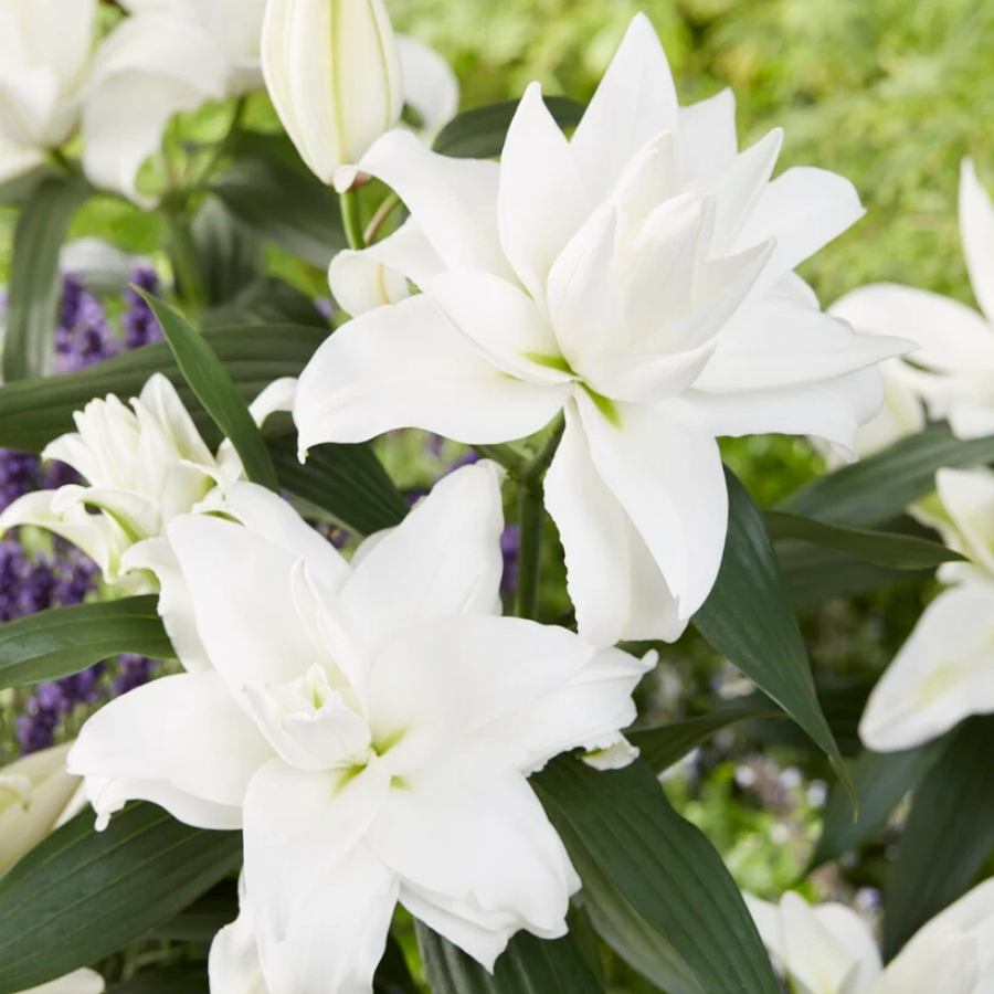 Лилия Роузлили Анджела Лилия Роузлили Анджела - Dolinasad.by