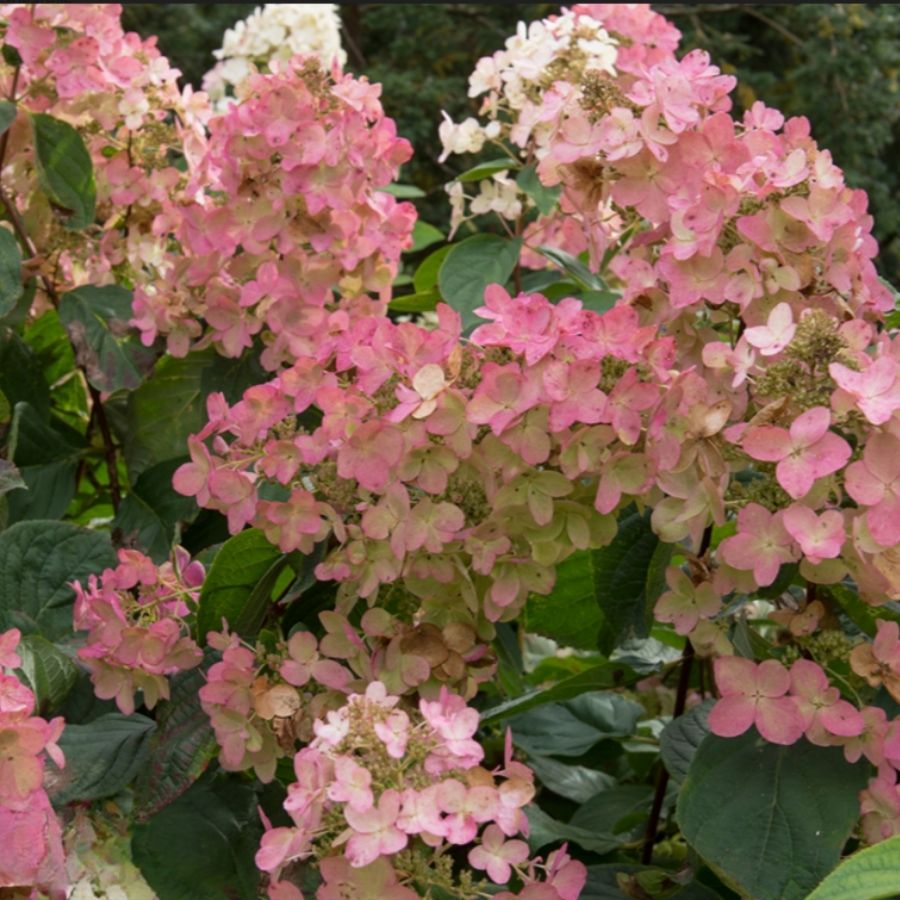 Гортензия метельчатая Пинк Даймонд, С3 - Dolinasad.by