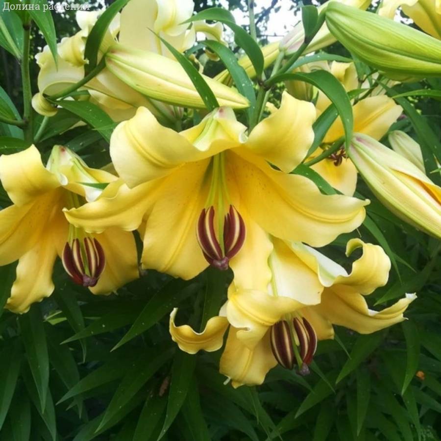 Лилия Элдорет Лилия Элдорет - Dolinasad.by