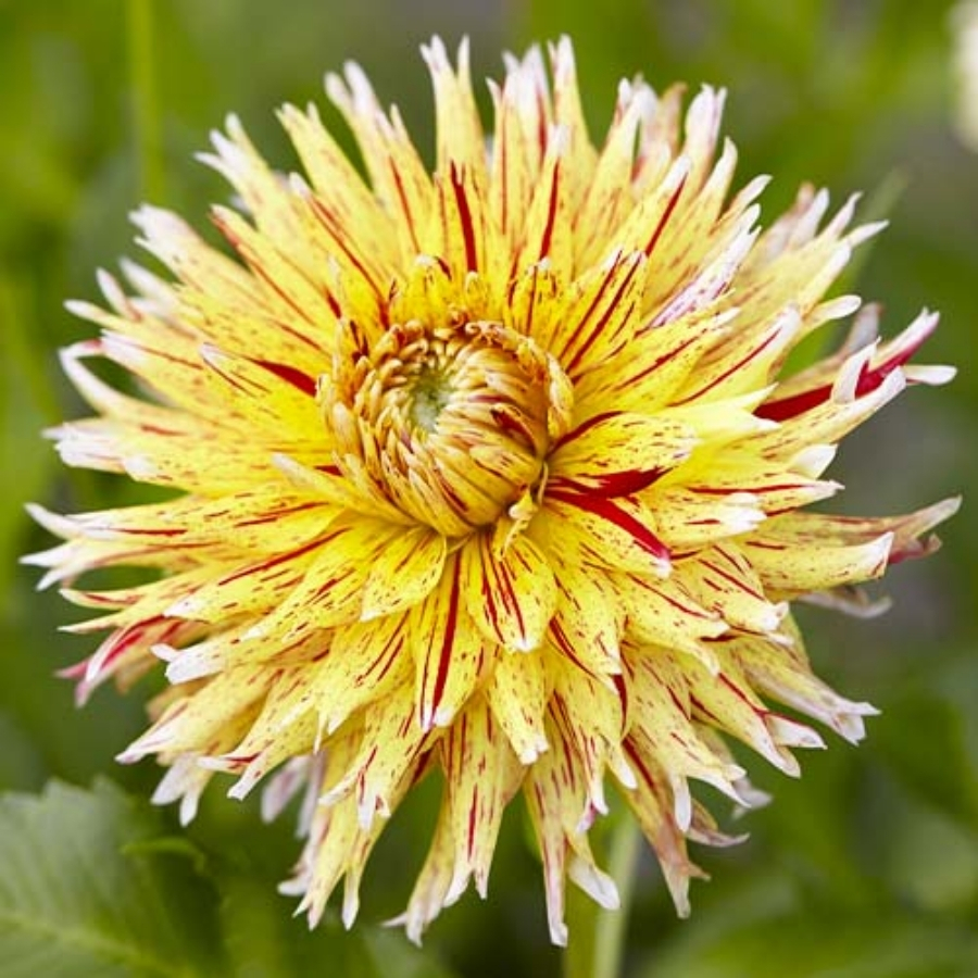 Георгина Вайнсом - Dolinasad.by