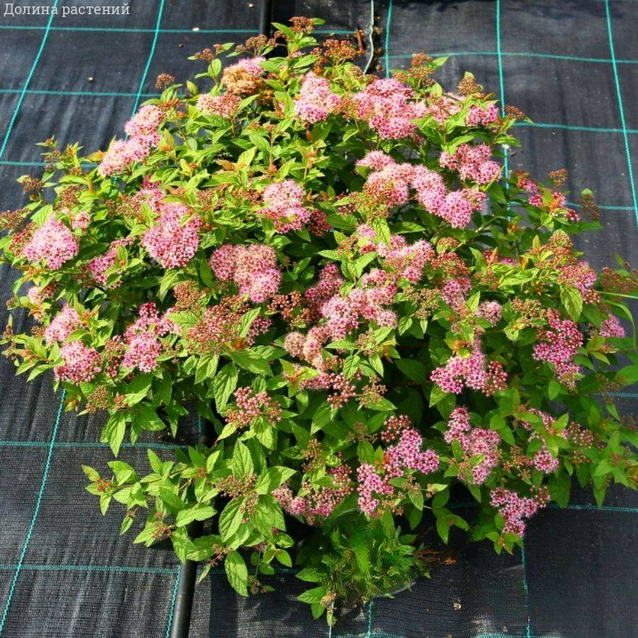 Спирея японская Манон, С5 - Dolinasad.by