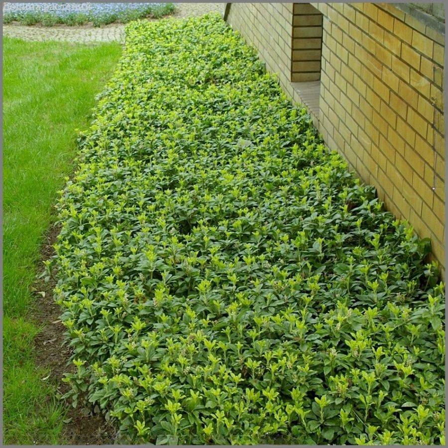 Пахизандра верхушечная Грин Карпет, С3 - Dolinasad.by