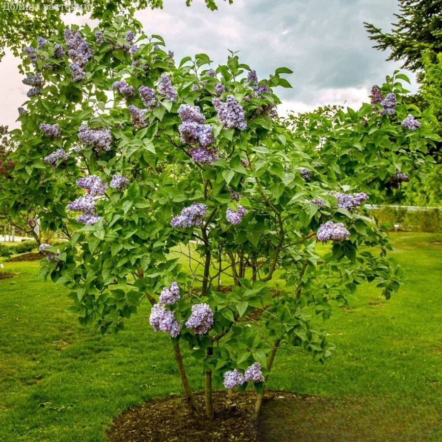 Сирень обыкновенная Надежда, С3 - Dolinasad.by